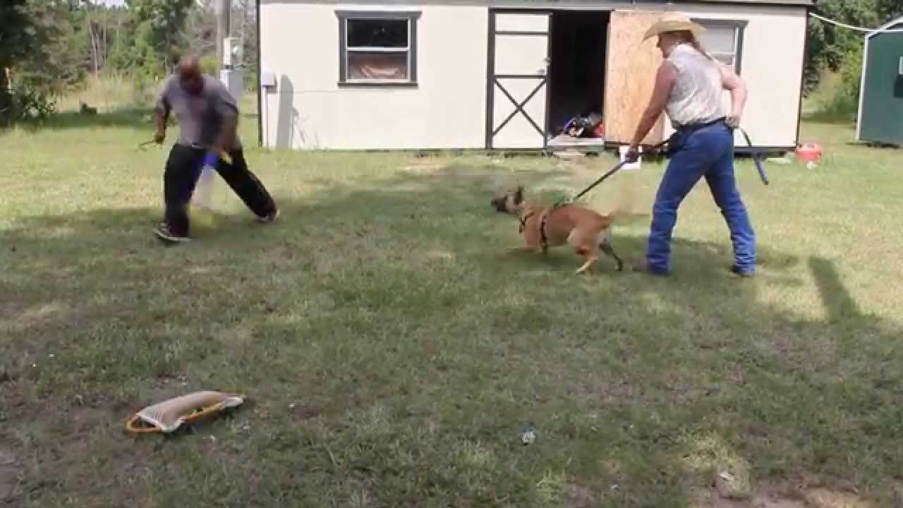Tiney Belgian Malinois