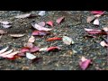 【初音ミク+ルカ】恋は、秋空に...【オリジナル曲】