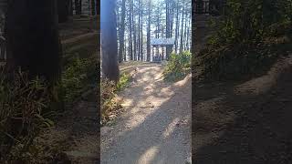 🌲 Walking Through a Hidden Mountain Jungle Trail ⛰️ #shorts#ForestWalk #MountainHike #HikingTrail #N