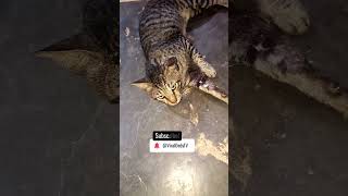 #kucing #paling #rukun