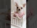 Hi 👋🏼 #dog #dogshorts #dogshorts #dogs #cutedogs #puppy #pets #cuteanimals