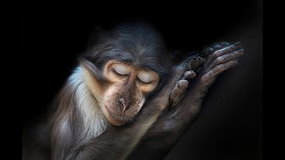 Fuzzy monkey - Morten Granau (Invisible reality rmx.)