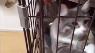 握手を求める猫 ノルウェージャンフォレストキャット