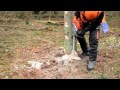 ECC2 - Basic tree felling techniques