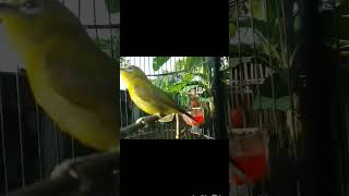 Download Lagu PLECI dakun kintamani glondangan #PLECI #PCMI #burungmaster #dakbal  #plecigacor MP3