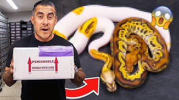 UNBOXING 2 New Snakes!!!