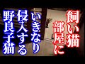予想外な行動に出た可愛い野良子猫