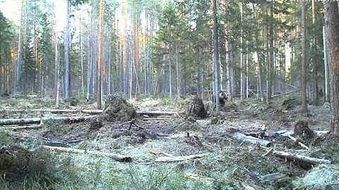 vlcrecord-2013-05-01-21h08m40s-rtsp___193.40.133.138_live_karu-