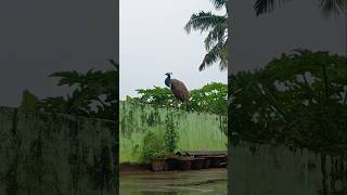 Peacock in the light Rain #peacock #nature