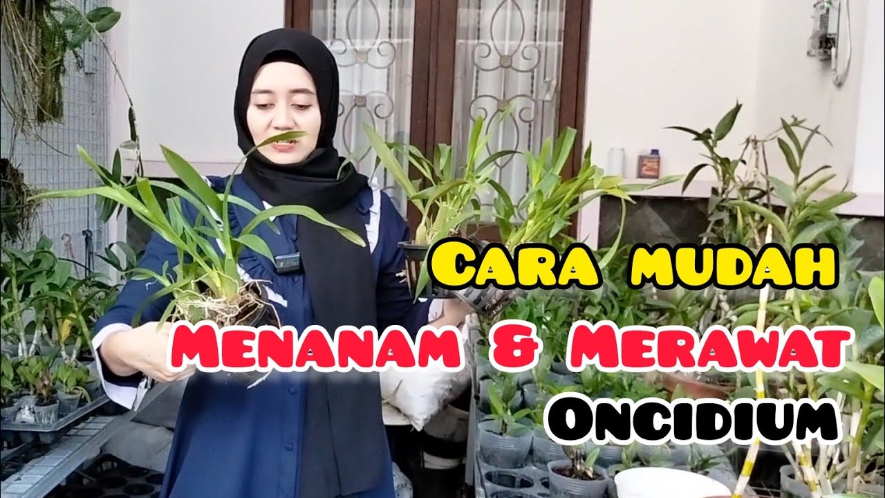 Tips Mudah Menanam dan Perawatan Anggrek Oncidium