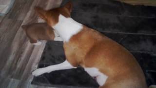 Басенджи Венди и ее дочка . Ульяновск . Basenji Wendy and her daughter. Басенджи Венди и ее дочка . Ульяновск . Basenji Wendy and her daughter.