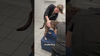 Veterinary Medical Manipulation