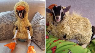 This Adorable Duck-goat Is Generating Quite A Stir On Instagram, And It's Easy To See Why by videoinspirational 527 views 2 years ago 2 minutes, 9 seconds