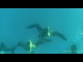 Black Browed Albatross (Diving)