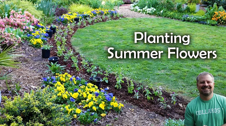 Planting Summer Flowers - Annuals and Perennial Pollinator Plants - DayDayNews