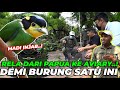 JAUH2 DARI PAPUA CUMA UNTUK AVIARY..! LANGSUNG RILIS BURUNG UNIK MADI INJAB..