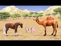 Horse vs Camel Animal Running Race for Kids|which is faster