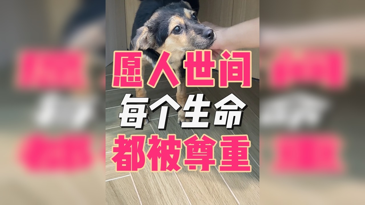 愿世间的每一个生命都能拥有爱的怀抱……！