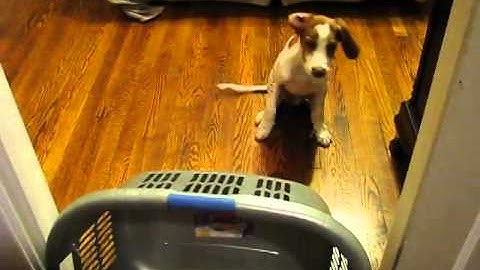 Roy demonstrates a cognitive map