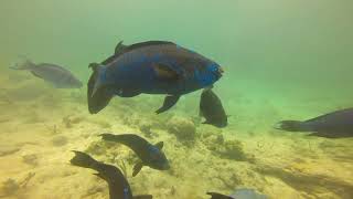 MIdnight Parrotfish school