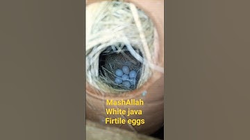 white java braiding #javabreeding #javasparrow #java #bird #javabird #viralvideo #viral #viralshort