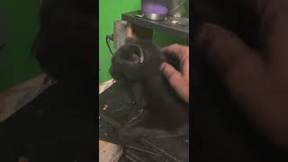 Mi gato negro