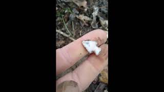 Tiny Bird Point! Missouri Arrowhead Hunting 2/3/2019 Wealth