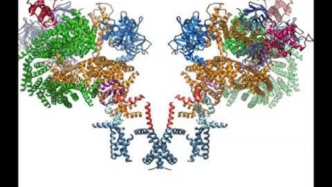 The Ryanodine Receptor: Calcium Channel in Muscle Cells