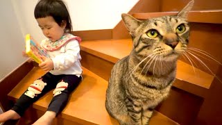 帰宅すると毎回迎えにくる猫... …1歳児とのやりとりが尊すぎました...。