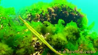 © 4К  Рыбы Чёрного моря  Морская игла Syngnathus typhle   05 ⁄⁄ Broad nosed pipefish