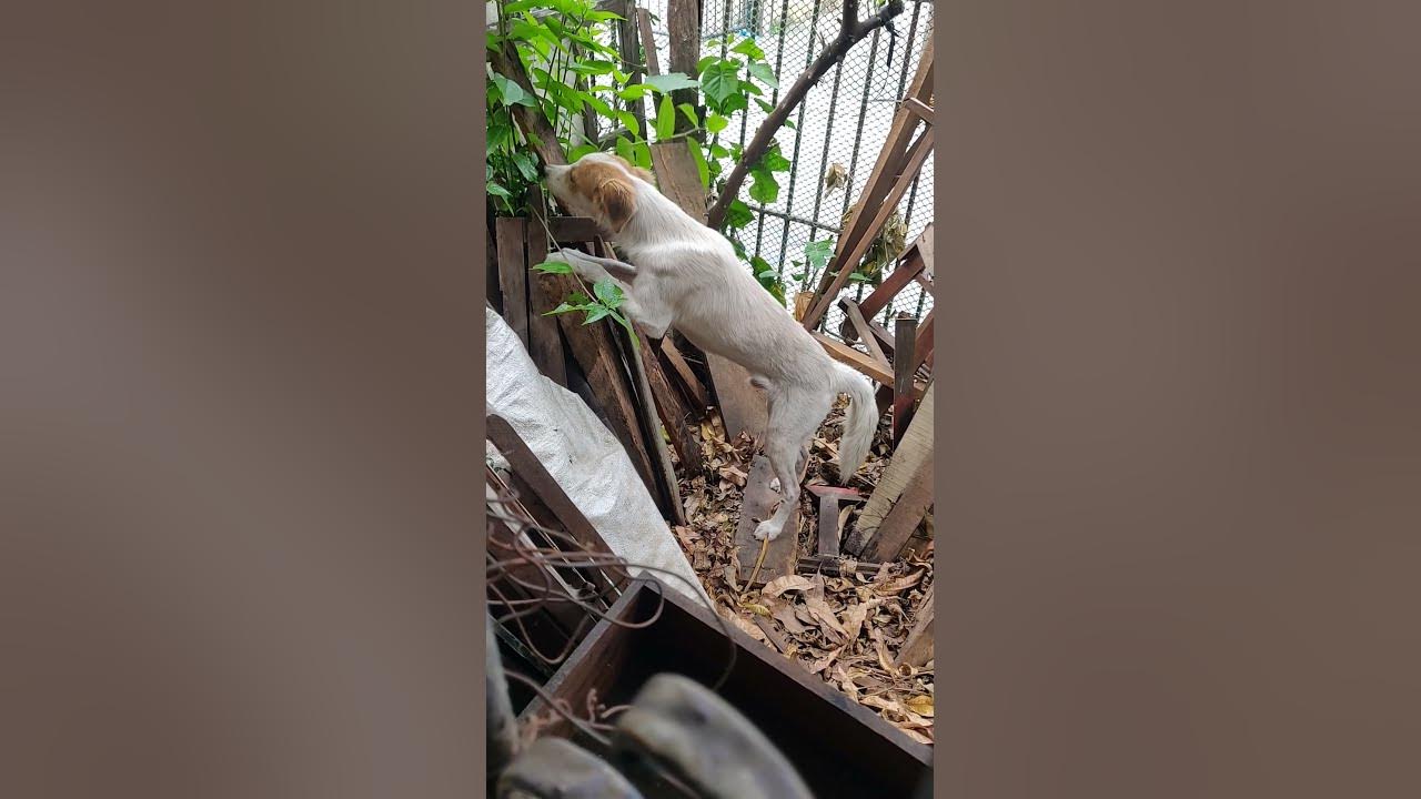 DOG EATING TREE LEAVES. YouTube