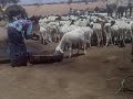 Fulbe Lesdi Niger E Yarna Daabaaji MaÉ É E Udiyam É Unndu E Hettini Gimol Sanda Boro Fulbe Lesdi Niger E Yarna Daabaaji MaÉ É E Udiyam É Unndu E Hettini Gimol Sanda Boro