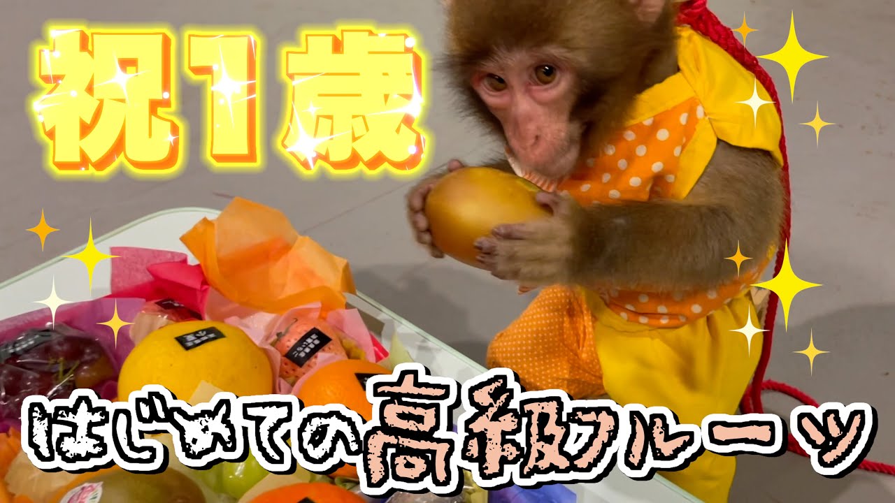 お迎えして初めてのお誕生日…赤ちゃん猿の食いっぷりが可愛い！ - YouTube