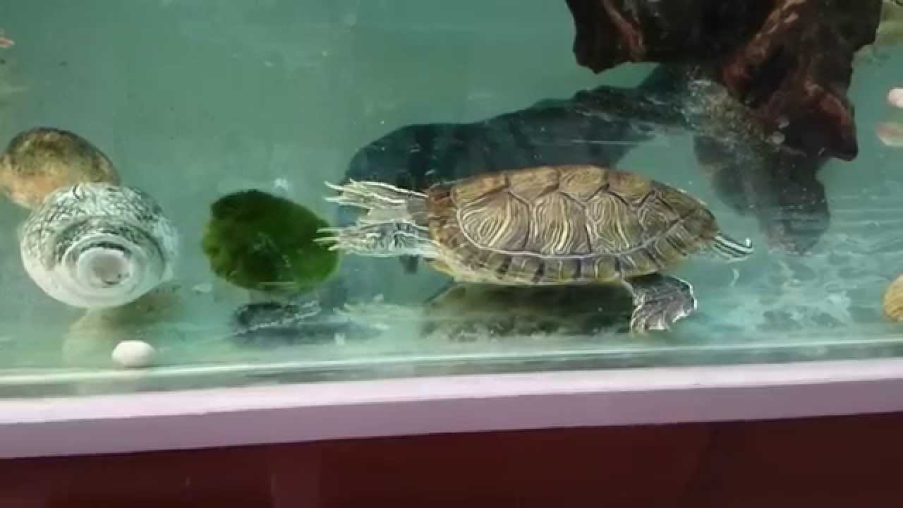 Are Moss Balls Good for Turtle Tanks Turtlean