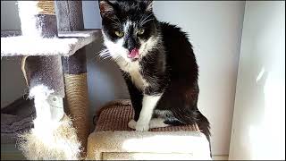 Wake Up to Caturday by Benjamin Tobies 169 views 1 month ago 9 minutes, 29 seconds