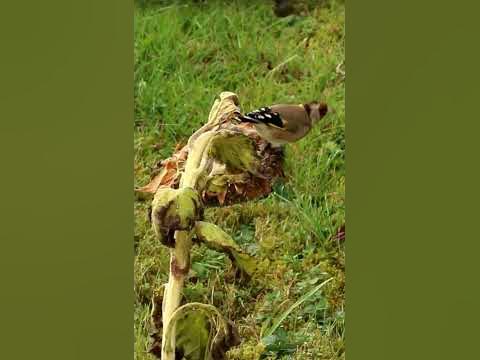 Vögel im Garten Der Distelfink garten gartentipps gartenarbeit 