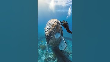 Saving the Giant: Humans Free Whale from Barnacle Infestation #rescue #animals#whale