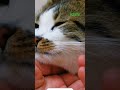 BEAUTIFUL CAT  .🐈⬛