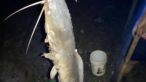 Cắm câu cá đêm.siêu phẩm cá trê 2,2kg