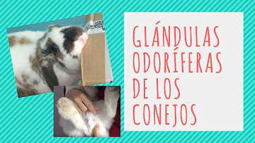 ¿Qué es la barbilla de conejo?