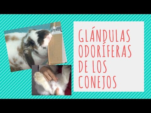 GLÁNDULAS ODORÍFERAS DE UN CONEJO. ¿Dónde están, hace falta limpiarlas? + ¡¡Resolución del sorteo!!
