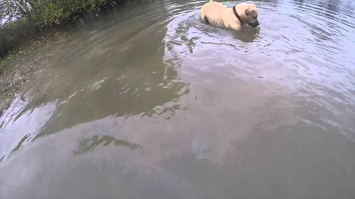 Dog in the lake watch what she does