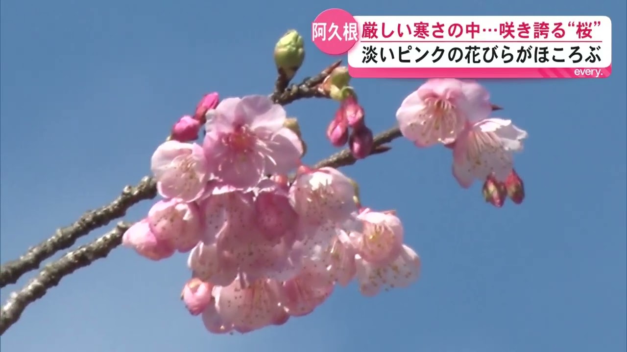 厳しい寒さの中ヒカンザクラが咲き誇る 淡いピンク色の花びら 春の訪れ