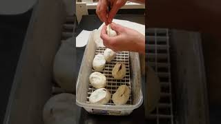 First ball python egg cutting of 2018