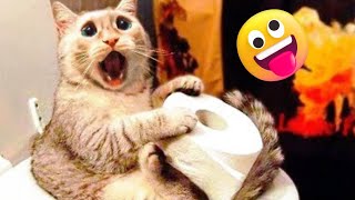 New funny animals 😜 Funny cats and dogs 😸 Funniest animals Videos #animals #funny