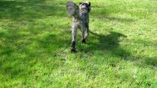 MVI_0571.AVI