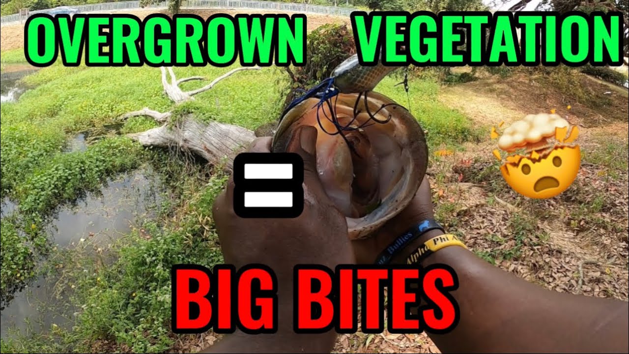 Overgrown Vegetation = BIG BITES 🤯 #bassfishing #fishing #katchinemwithktrain