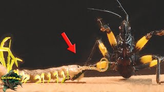 SCOLOPENDRA and Killer BUG: Meeting of POWER Who is the STRONGEST? by BICHOMANIA 9,650 views 6 months ago 5 minutes, 41 seconds