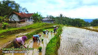 Kdanung Karuhun Dan Padi Dolar  Kdanung Tersubur Peninggalan Leluhur Yang Adem Dan Bikin Betah