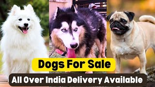 Siberian Husky For Sale | Cheapest Dog Market | Dog All Over India Delivery Available by Vaibhav Dog's World 1,585 views 9 months ago 2 minutes, 33 seconds
